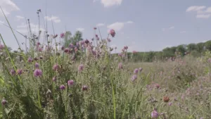Een foto van een veld met groene grashalmen en kleine, paarse trosjes bloemen van de plant Dophei. Van sommige trosjes bloemen bloeien de bloemen nog, andere hangen verdroogt naar beneden en enkele trosjes zijn al bruinig, dor.