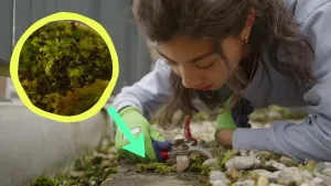 Een foto van Manon buiten op witte grindstenen met een kleine snoeischaar in haar gehandschoende handen. Ze zit gebukt en kijkt naar een laagje mos op de grond, waar een groene pijl naar wijst. Daarboven is het mos van dichtbij te zien in een gele cirkel.