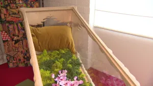 Een foto van een doodskist met glazen wanden en glazen deksel, de randen zijn van lichtbruin hout. Er ligt een bruin kussen in en de bodem is bedekt met mos en roze bloemblaadjes.