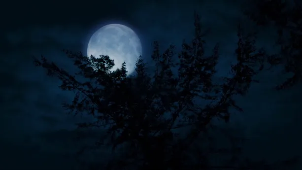 Een foto van een donkere lucht, waarin een heldere, ronde maan te zien is in een lichtblauwe, soms iets grijsachtige, gloed. Ervoor zijn de, door gebrek aan licht zwarte, takken en bladeren van een boom te zien.