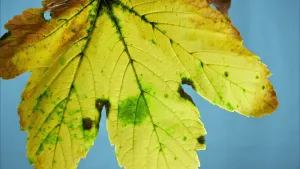 Een foto van een groot, groen blad met lijntjes erop. Die lijntjes worden nerven genoemd. De ovalen punten van het blad beginnen bruin te worden. In de herfst veranderen bladeren van kleur.