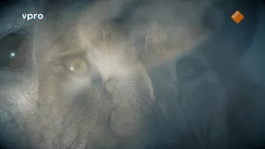 Een foto van een kat. Je ziet het hoofd van de kat van heel dichtbij. Er zit een waas over de foto. Het is een heel mysterieus beeld.