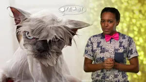 Een foto van Sosha in een t-shirt met getekende katten en een roze strik om. Links is een tekening van een kletsnatte kat met lichtblauwe ogen te zien met schuim onder de kin. Erboven staat een tekstballon met een bom, een doodshoofd en een donderstraal.