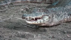 Een foto van een krokodil die op een grond met aarde ligt met de bek met scherpe, witte tanden iets open en een grijsgroen oog met verticale, zwarte streep. Het dier heeft grijsgroene schubben op de kop en rug en is witter van kleur onder de buik en bek. 