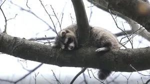 Een foto van een wasbeertje die in een boom op een grote tak ligt.