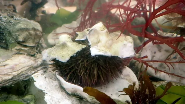 Een foto van een zee-egel in het water. De zee-egel is rond, bruin van kleur en is geheel bedekt met stekels. Het dier zit tussen witte schelpen in, die erop en eronder liggen. Rechts zijn rode takjes van een waterplant te zien.