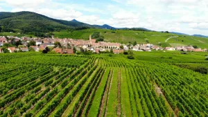 Een foto van een veld waarop rijen met druivenstruiken van bovenaf te zien zijn. de druivenstruiken zitten vol groene bladeren. Op de achtergrond liggen huizen met witte muren en de daken van de huizen zijn deels rood en deels grijs.