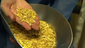 Een foto van een grote, metalen schep waar allemaal gele graankorrels inliggen. Een hand houdt aan de linkerkant van de schep een handje graankorrels boven de schep.