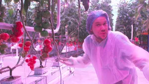 Een foto van de presentator. Hij heeft een soort wit pak aan, een haarnetje op zijn hoofd en hij staat in een broeikas. Hij legt iets uit aan de kijker. Naast en achter hem zie je tomatenplanten. Het licht is paars van kleur. 
