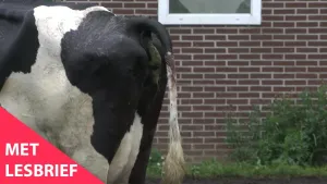 Een foto van een poepende koe. Je ziet alleen de achterste helft van de koe. Op de achtergrond zie je een muur van bakstenen. Linksonder in beeld staat de tekst 'Met lesbrief'.