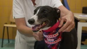 Een foto van een hond met een zwarte vacht, die wit is naast zijn neus en onder zijn kin. Hij heeft een geruite doek om zijn nek hangen waarop staat "Ik red levens! Ik ben bloeddonor". Een mens in een witte jas staat erachter en pakt de geruite doek vast.