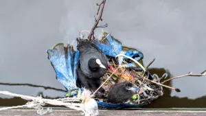 Een foto van een vogel van de soort meerkoet en een jonge meerkoet op een nest in het water. Het nest is niet gemaakt van takken en natuurlijke dingen, maar van niet-herkenbaar afval in verschillende kleuren: blauw, rood, geel, oranje en groen.