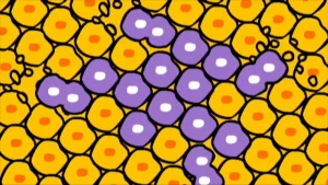 Een tekening van gele, bijna cirkelvormige cellen met een oranje puntje erin, en paarse bijna cirkelvormige cellen met een wit puntje erin. De gele cellen zijn gezonde cellen in een lichaam, de paarse cellen zijn verkeerde cellen, zoals kankercellen.