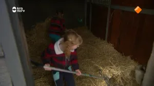 Een foto van twee meisjes die in een stal bezig zijn met hooi met behulp van hooivorken.