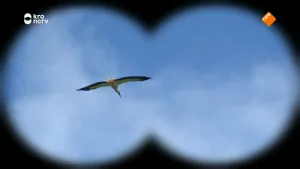 Een foto van een vliegende ooievaar, gezien door een verrekijker. Op de achtergrond zie je de blauwe lucht met wat wolken.