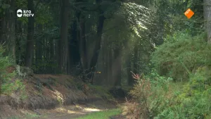 Een foto van een weg dat door een dicht boslandschap loopt. Er schijnt zonlicht tussen de takken en bladeren door.