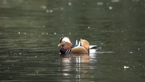 Een foto van een Mandarijneend op het water.