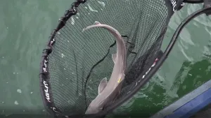 Een foto van een haai die boven het water in een groot net zit.