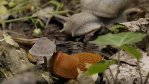 Een foto van een naaktslak die tegen een paddenstoel aan zit. Op de achtergrond is er een grotere slak te zien die een huisje heeft.