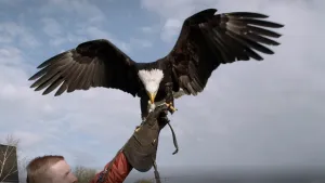 Een foto van een Arend die op een hand van een man zit die een bescherming handschoen aan heeft. Een Arend is een grote roofvogel.