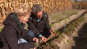 Een foto van Janouk en Anker, die zitten op een veld aarde met plantjes erin. Anker heeft een paardenbloemplantje uit de grond getrokken en heeft de lange wortel, waar rubber inzit, vast. Achteraan staan maïsplanten met hoge, oranjegele bladeren.