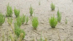 Een foto van zanderige grond met zwarte scheuren erin. In de grond staan twintig plantjes met lichtgroene steeltjes die omhoogwijzen. De plantjes zorgen dat het water aan de kust zwakker wordt en afgeremd wordt, omdat hun wortels de bodem sterker maken.