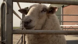 Een foto van de kop van een schaap achter een stalen hek. Het schaap heeft haar witte vacht nog en het bruine linkeroog met zwarte, ovalen pupil is zichtbaar. Op de achtergrond staat een gebouw met bakstenen en een groene schuifdeur.