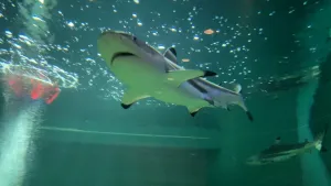 Een foto van twee haaien in een groot aquarium. Eén haai zwemt rechtsachter. De andere haai is van onderaf zichtbaar: zijn witte buik, vinnen met zwarte puntjes, ronde bek en neusgat zijn te zien en aan de zijkant van zijn grijze kop zijn donkere oog.