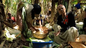 Een foto van enkele vrouwen in Ethiopië. Ze zijn bezig met een rieten mand waar een wit goedje in zit. Op de grond liggen allemaal bladeren. Achter hen zie je bomen. 