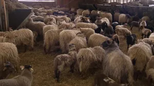 Een foto van tientallen schapen in een schuur. Op de grond ligt stro. Je ziet ook bakken met stro waar ze uit kunnen eten.