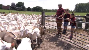 Een foto van boswachter Tim. Hij is met twee kinderen bij een geitenboerderij. Ze staan achter een ijzeren hek, rechts in beeld. Links zie je tientallen witte geiten. Ze kijken naar die geiten. In de achtergrond zie je weilanden en bomen.