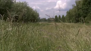 Een foto van een grasland met links en rechts bomen. Op de voorgrond zie je hoge grassprieten.