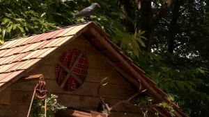 Een foto van een houten hut met op de voorkant een hertengewei en een rond raam. Bovenop zit een zwarte vogel. Erachter zie je bomen.