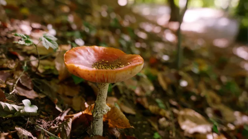Een foto van een paddenstoel op een schuin stuk grond. De paddenstoel heeft een rode hoed die een kuiltje vormt. De grond is bedekt met bruine bladeren.
