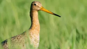 Een foto van een grutto. Dat is een weidevogel. Je ziet hem in het gras staan. Hij heeft een lange spitse snavel.