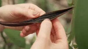 Een foto van de handen van Janouk die een zwart staafje openbuigt met bruine randen en onderkant. Het staafje geeft een vanillelucht af. Het is een verschrompeld staafje van de vanilleplant, dat tijdens het groeien op een groen sperzieboontje lijkt. 