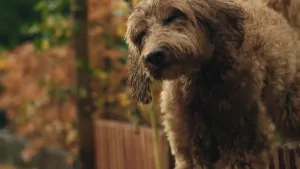 Een foto van een grote hond. Hij hangt of springt over een hek.