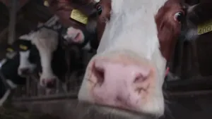 Een foto van een koeiekop van dichtbij. Ze staat in een stal samen met andere koeien. De koe wil aan de camera ruiken want ze is nieuwsgierig.