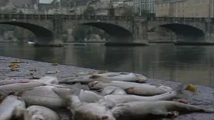 Een foto van een rivier met een brug erover. Op de voorgrond, op de kade, zie je een stuk of tien dode vissen liggen. 