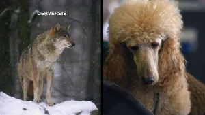 Een foto van een wolf, links in beeld, en een hond, rechts in beeld. Ze zien er toch wel verschillend uit. Bij de wolf staat de tekst "Oerversie".