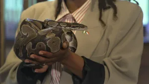 Een foto van het bovenlichaam tot aan de nek van presentator Eva die in haar handen een slang heeft. Het is een koningspython. De slang heeft  een donkerbruine tot zwarte huid met geelbruine vlekken. De kop van de slang is naar rechts gericht op de foto.