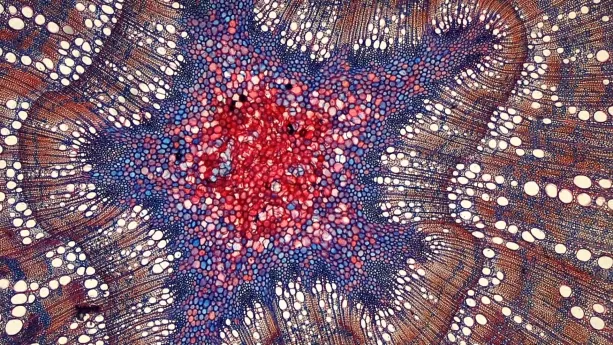 Een foto van de binnenkant van een boomstam. Het is een scan, en je ziet allemaal kleine rondjes met een bepaalde kleur. Zo zie je rode, blauwe, witte en bruine rondjes. Het is een kleurrijk patroon.