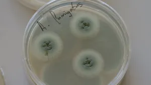 Een foto van een rond schaaltje op een tafel. Erin zie je drie ronde groene vlekken. Dat zijn schimmels. Een schimmel is een levend iets, maar het is geen plant en ook geen dier. Op de deksel staat de tekst "A. Fumigatus".