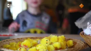 Een foto van een jongetje op de achtergrond. Hij kijkt richting de camera. Op de voorgrond staat, op een tafel, een schaal met daarin tientallen gele pluizige paaskuikentjes. 