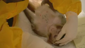Een foto van een aapje dat op een witte deken ligt. Er is een nummer op zijn borst geschreven. Een persoon met een gele jas en medische handschoenen aan doet een oog van het aapje een stukje open. Zijn andere oog is dicht.