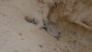 Een foto van een jong grijsbruin zeeschildpadje dat op het zand ligt. Een ander zeeschildpadje steekt zijn kop net uit het zand.De schildpadjes zaten vast achter wortels in het zand, maar worden geholpen door mensen buiten beeld die ze beschermen.