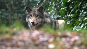 Een foto van een wolf in de natuur. Zijn vacht is grijsbruin met een beetje wit. Het dier heeft een zwarte snuit en zijn oren staan omhoog. De wolf kijkt met zijn bruine ogen naar een punt in de verte en staat voor een klimop plant met groene bladeren. 