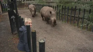 Een foto van presentator Janouk die buiten achter een hek staat van een gang waar twee neushoorns doorheen lopen.