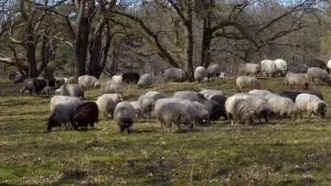 Een foto van een grasland met op de achtergrond bomen. Je ziet er enkele tientallen schapen die aan het grazen zijn. De meeste schapen zijn licht van kleur, maar sommige zijn donker.