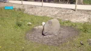 Een foto van een grote steen in een grasveld. De steen is bijna een meter lang. Het is een zwerfkei uit de IJstijd. Op de achtergrond zie je een hek van gaas.